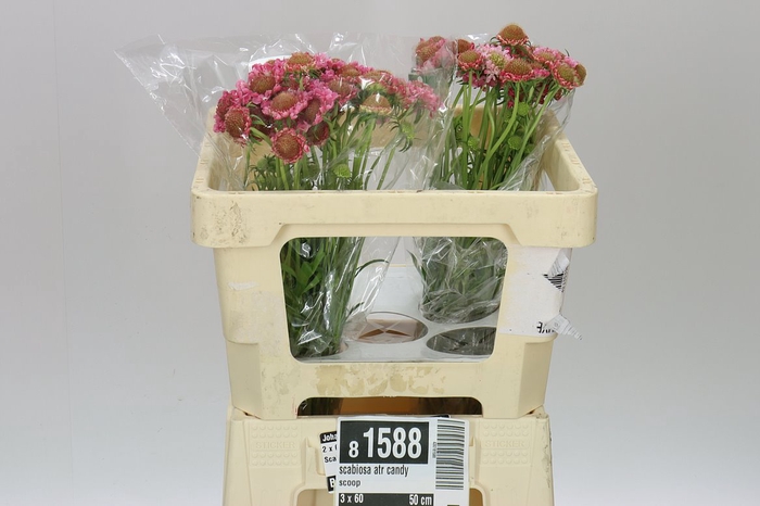 <h4>Scabiosa Atr Candy Scoop</h4>