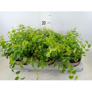 Ficus pumila 'White Sunny'