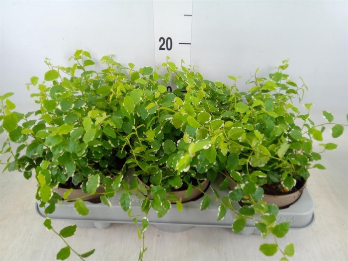 <h4>Ficus pumila 'White Sunny'</h4>