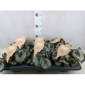 Begonia BD   ...