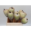 Protea Barbigera White No leaves