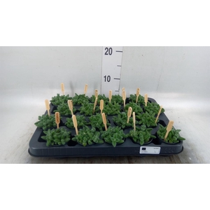 Delosperma echinatum