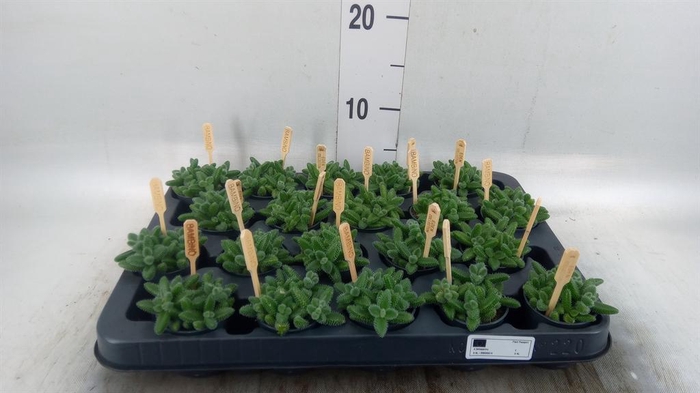 <h4>Delosperma echinatum</h4>
