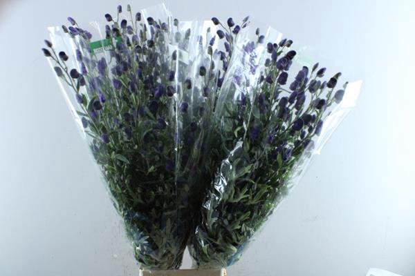 <h4>Aconi Napellus Pyram</h4>