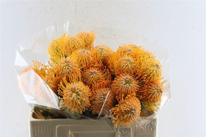 <h4>Leuco Co Soleil</h4>