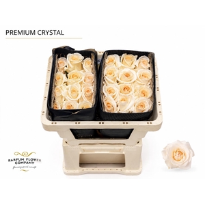 Rosa Premium Crystal