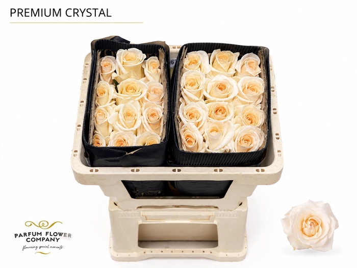 <h4>Rosa Premium Crystal</h4>
