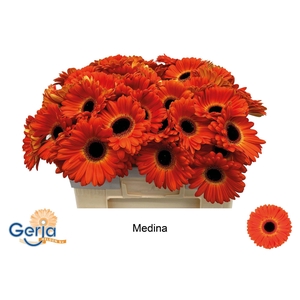 GE GR MEDINA