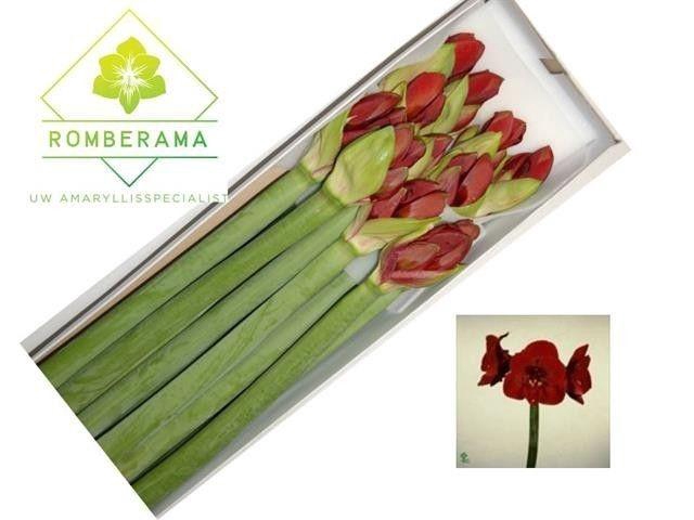 <h4>Hippeastrum Liberty</h4>