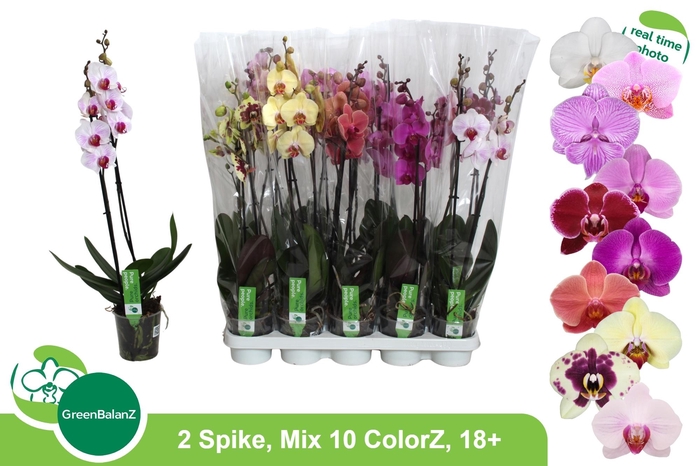 <h4>PHAL GEM 10 KL</h4>