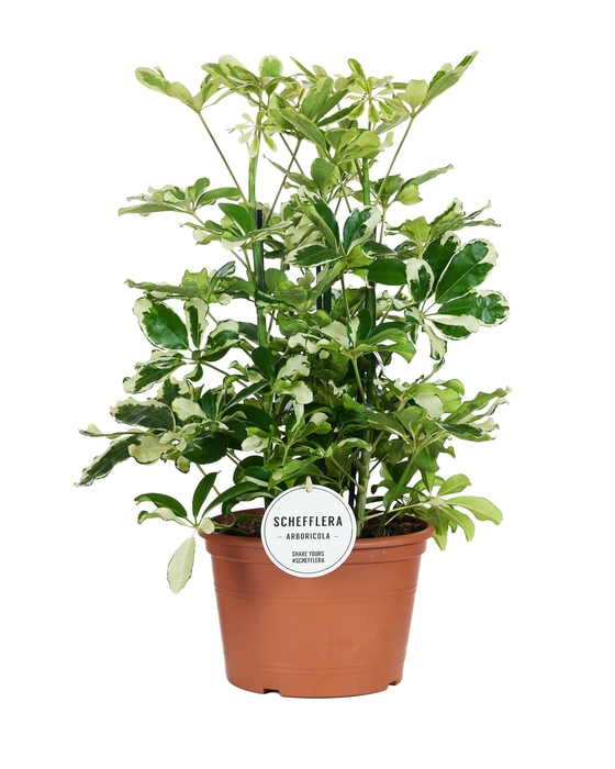 <h4>Schefflera Charlotte Toef</h4>