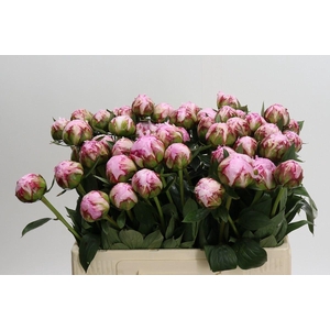 PAEONIA LACT. 'SARAH BERNHARDT'