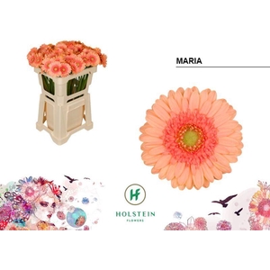 GERBERA MI 'MARIA'