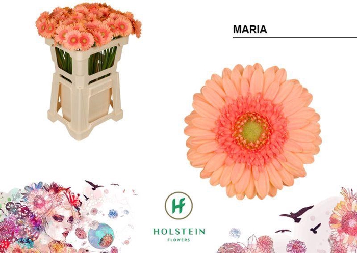<h4>GERBERA MI 'MARIA'</h4>