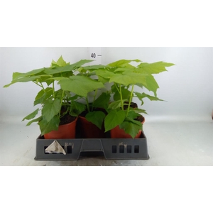 Sparrmannia africana