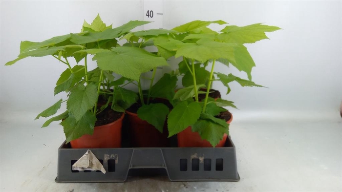<h4>Sparrmannia africana</h4>