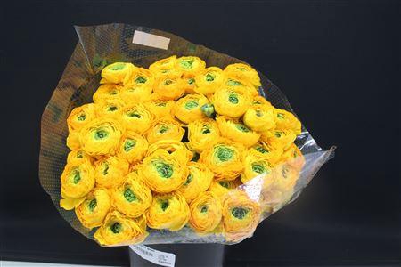 <h4>Cloni Super Saffron(geel)</h4>