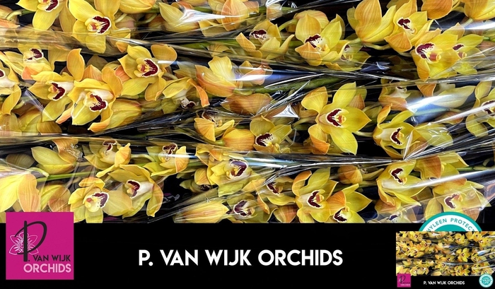 <h4>CYMB T COOKSBRIDGE</h4>