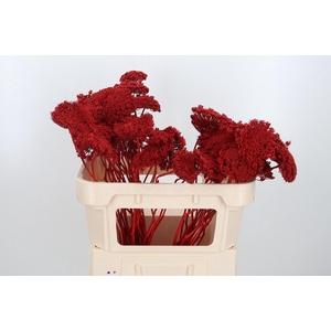 Ammi Zaad Kl Bh Rood