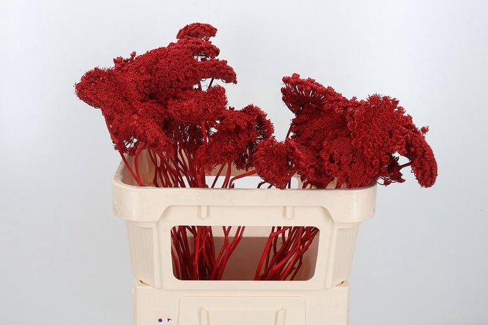 <h4>Ammi Zaad Kl Bh Rood</h4>