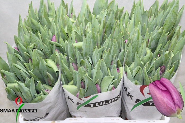 <h4>TU EN ROESKA</h4>