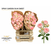 Rosa Spray Garden Silva Sweet