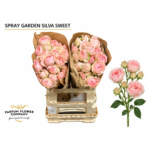 Rosa Spray Garden Silva Sweet