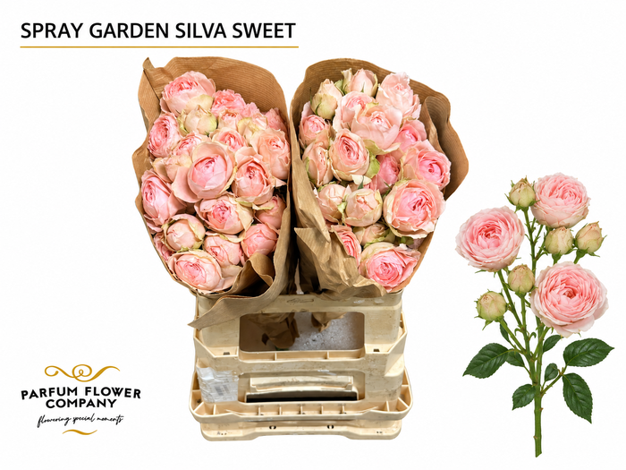 Rosa Spray Garden Silva Sweet
