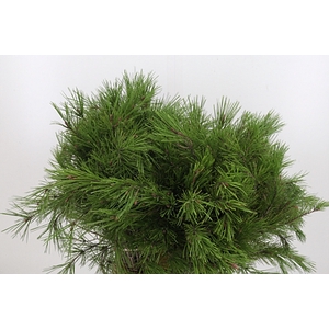 Pinus Strobus