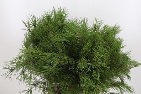 <h4>Pinus Strobus</h4>