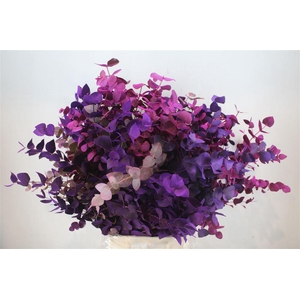 Euca Cinerea Mix Pink P Bunch