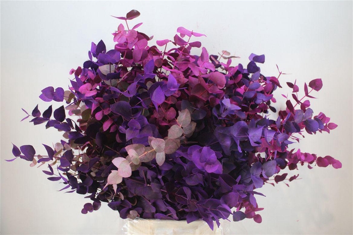 <h4>Euca Cinerea Mix Pink P Bunch</h4>