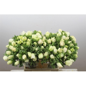 Anem Marianne Panda White