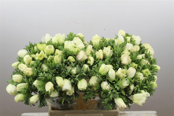 <h4>Anem Marianne Panda White</h4>