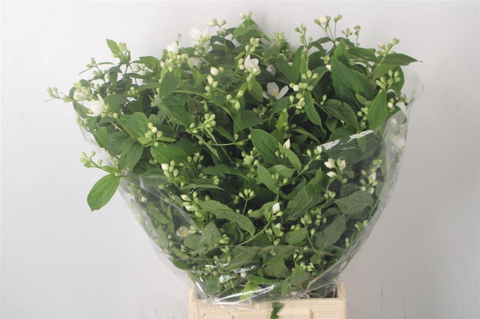 Philadelphus Per Bunch