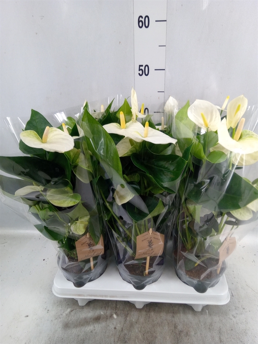 <h4>Anthurium andr. 'Cocos'</h4>