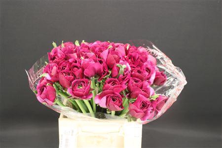 <h4>Cloni Extra Renoire</h4>