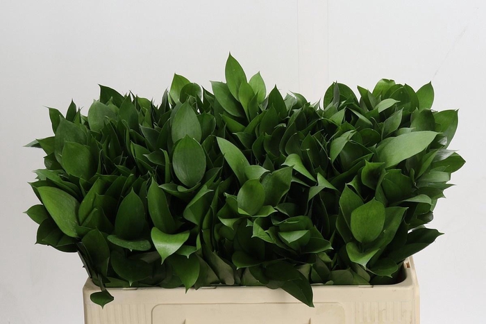 <h4>RUSCUS HYPOPHYLLUM</h4>