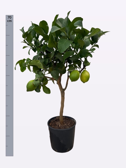 <h4>CITR LIMON</h4>