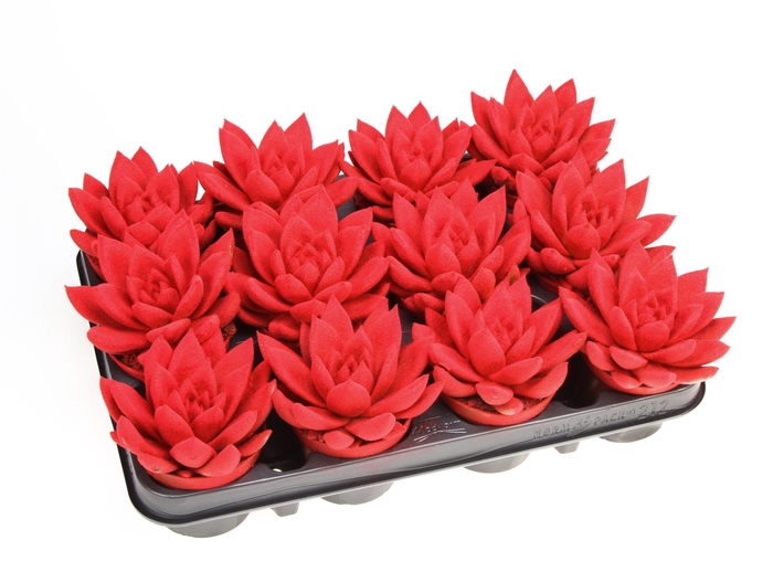 <h4>Echeveria  'Miranda'</h4>