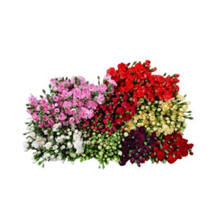 DIANTHUS TR   ... SPRAY MIX