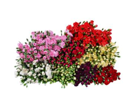 DIAN.TR.MIX x25 Bicolor