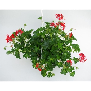 Pelargonium Peltatum