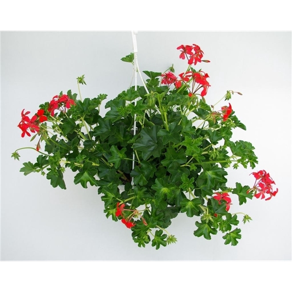 <h4>Pelargonium Peltatum</h4>
