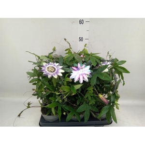 Passiflora caerul.