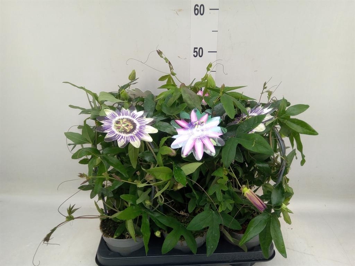 <h4>Passiflora caerul.</h4>