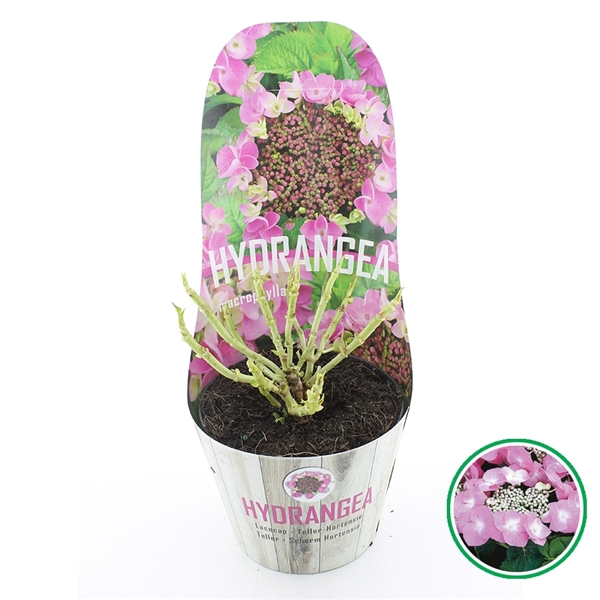 <h4>Hydrangea teller Roze C2 (17cm.) Potcover</h4>