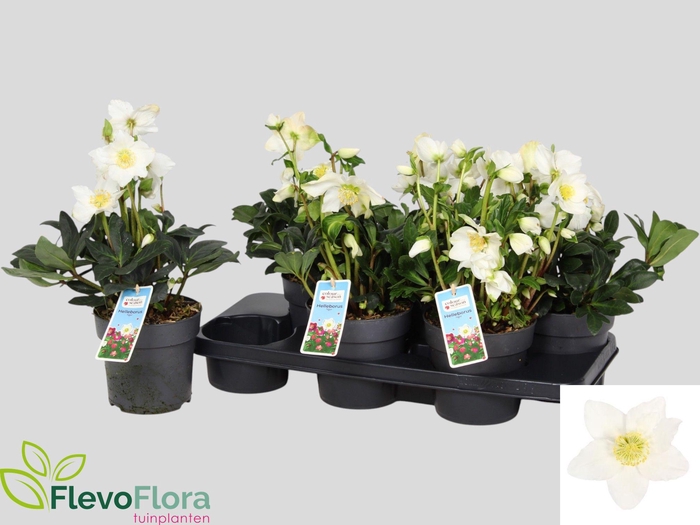 <h4>HELL NI CHR CAROL</h4>