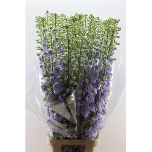 Delphinium Candle Lavender Shades 130cm