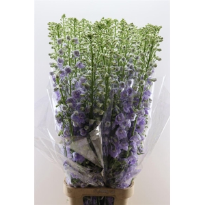 Delph Candle Lavender Shades